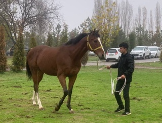 “O‘zbek tulpori” nomli yangi ot zoti yaratildi