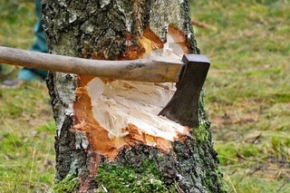 Как определяется размер нанесенного ущерба при вырубке деревьев?