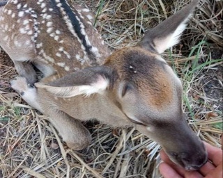 В Зарафшанском природном парке в семье краснокнижных бухарских оленей пополнение