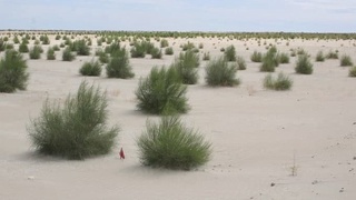 Орол денгизининг тубида саксовул экиш ўз самарасини бермоқда