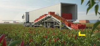 Ўзбекистон 2 ойда қиймати 1,8 млн АҚШ долларига тенг бўлган қалампир экспорт қилди