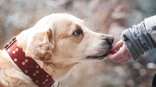 В Австрии начали тренировать собак искать заразившихся Covid-19