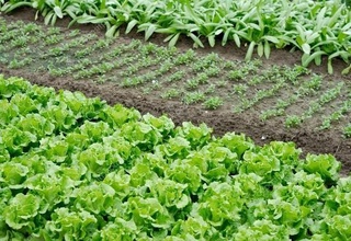 Әлеуметтік салықты төлеу кезінде жер көлемі, ірі қара немесе құс саны есепке алынады ма?