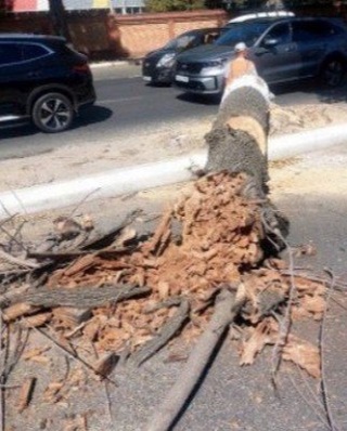 Чилонзорда дарахтлар полиэтилен плёнка билан ёпиб чиқилгани сабабли қуриб қолган