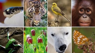 Узбекистан стал участником международного портала GBIF