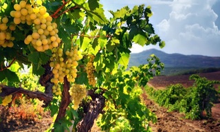 Яна бир корхонаннинг акциялар пакети сотувга қўйилди