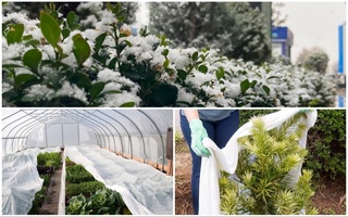 Sovuq kunlarda qishloq xoʻjaligi ekinlarini asrash boʻyicha tavsiyalar berildi