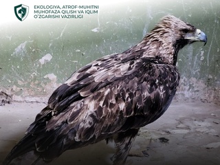 Қизил китобга киритилган чўл бургутини сотаётган ҳуқуқбузарга чора кўрилди