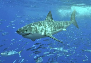 Австралияда ўсмир бола акула ҳужумига учраб, ҳалок бўлди