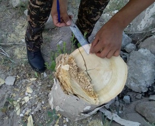 Сурхондарёда туман ҳокимлиги вакили 61 туп қимматбаҳо дарахтни кестириб ташлаб, табиатга 293,7 миллион сўм зарар етказди