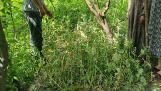 Фарғонада 67 ёшли онахон томорқасига 450 туп кўкнори эккани аниқланди