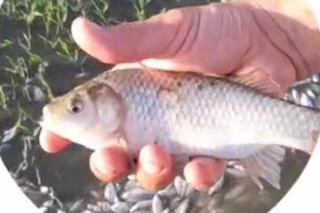 Чирчиқ дарёсига ўлик балиқлар қаердан келиб қолгани маълум қилинди