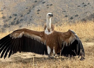 В Самаркандской области выпустили на волю снежного сипа