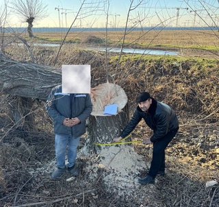 Тошкент вилоятида 1 туп тол дарахтини кесган фуқаро жаримага тортилди