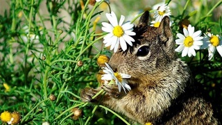 5 июня - Всемирный день окружающей среды