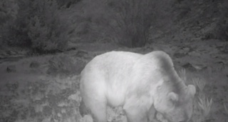 «Ҳисор» давлат қўриқхонасидаги фотоқопқон Тянь-Шань қўнғир айиғини тасвирга олди