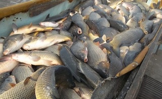 Булунғурда  форель балиғи етиштирилади