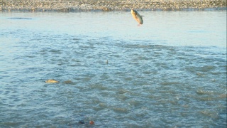 Пойтахт аҳолисига кунига 12 тоннагача балиқ етказиб берилмоқда