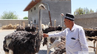 Bu tuyaqushlar Afrikada emas Qashqadaryoda parvarishlanmoqda ekan
