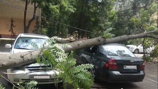 ФВВ Ўзбекистонда уч кун кучли шамол эсиши ҳақида огоҳлантирди 