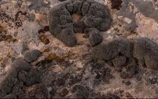 Олимлар Марсда униб-ўсиб кета оладиган ҳар жиҳатдан мос ўсимликни топишди