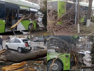 В Ташкенте неисправный автобус врезался в дерево