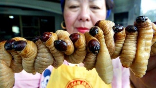 В России появятся мясо и хлеб из белка насекомых