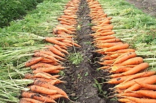 Ўзбекистон қиймати 7 миллион АҚШ долларидан кўпроқ миқдорда сабзи экспорт қилган