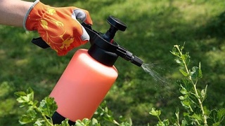 Ўсимликлар карантини илмий-тадқиқот институти ташкил этилади