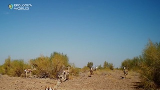 Жайронлар фотоқопқонга тушиб қолди