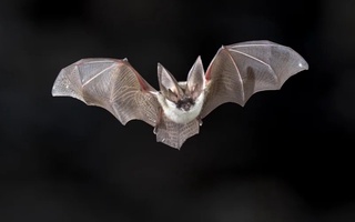 Новый коронавирус выявили у летучих мышей в Бразилии