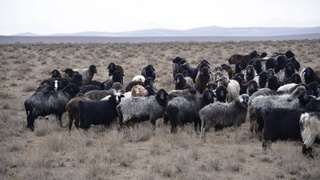 Расширяя продовольственную базу и производственные возможности отраслей животноводства