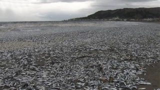 Японияда юзлаб тонна балиқ денгиз соҳилига чиқиб қолди