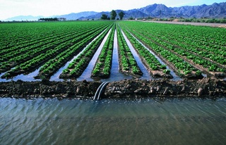 Сенат комитетинде Мәмлекетлик бағдарлама жойбарында нәзерде тутылған экология, аграр ҳәм суў хожалығы тараўына байланыслы мәселелер додаланды