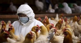 Study: Avian flu mutates rapidly