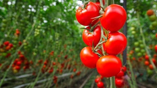 Российский агрохолдинг строит в Сурхандарьинской области новый тепличный комплекс