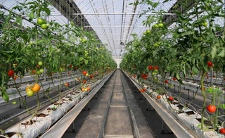 АО «Худудгазтаъминот»: начата поставка природного газа 586 тепличным хозяйствам