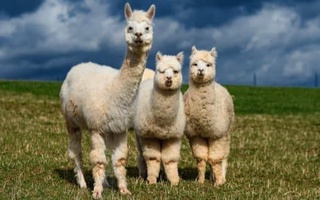 В Германии получили нанотела против COVID-19 из организма альпак