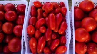 Самарқантта қызанақтың ең тәтті сұрыпы жасалды