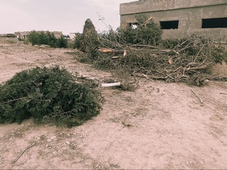 Фарғонада манзарали дарахтлар қўпориб кетилди