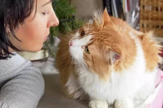 Cats can cause an epidemic of bird flu