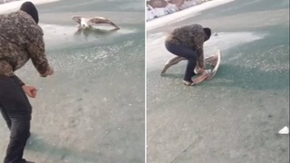 «Қизил Китоби»га киритилган сақоқуш нобуд қилинди