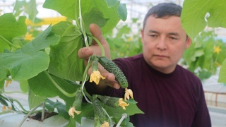 Ёрдамчи хўжалик қўшимча даромад демакдир