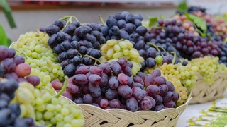 Toshkent viloyatida “Uzum sayli” festivali bo'lib o'tadi