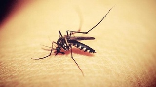 Сариқ безгак қурбонлари ортмоқда