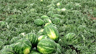 Сад посреди пустыни