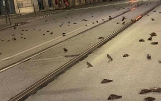 Римда байрам мушакбозлиги юзлаб қушларнинг ўлимига сабаб бўлди