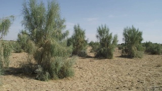 В Ташкенте разработан пятилетний план по сохранению пустынь Центральной Азии