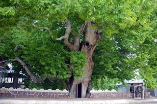 100 yoshdan oshgan daraxtlarning raqamli maʼlumotlar bazasi yaratilmoqda