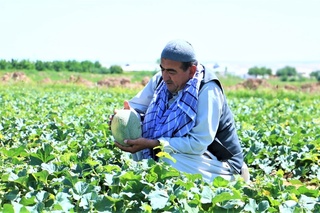 Сурхондарёда қовун пишди